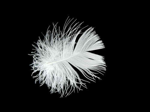 Gros plan sur un flocon de duvet d'oie blanc ultra-léger et aéré sur fond noir, illustrant sa capacité à emprisonner l'air pour la thermorégulation.