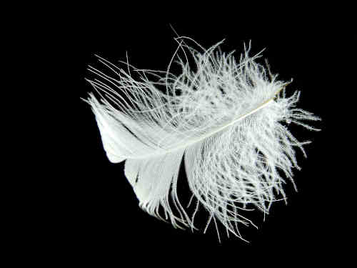 Photographie macro d'une plumette de canard montrant sa tige centrale rigide (rachis) qui apporte du ressort et du maintien à l'oreiller.